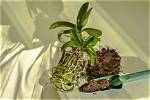Can Orchids Get Root Bound