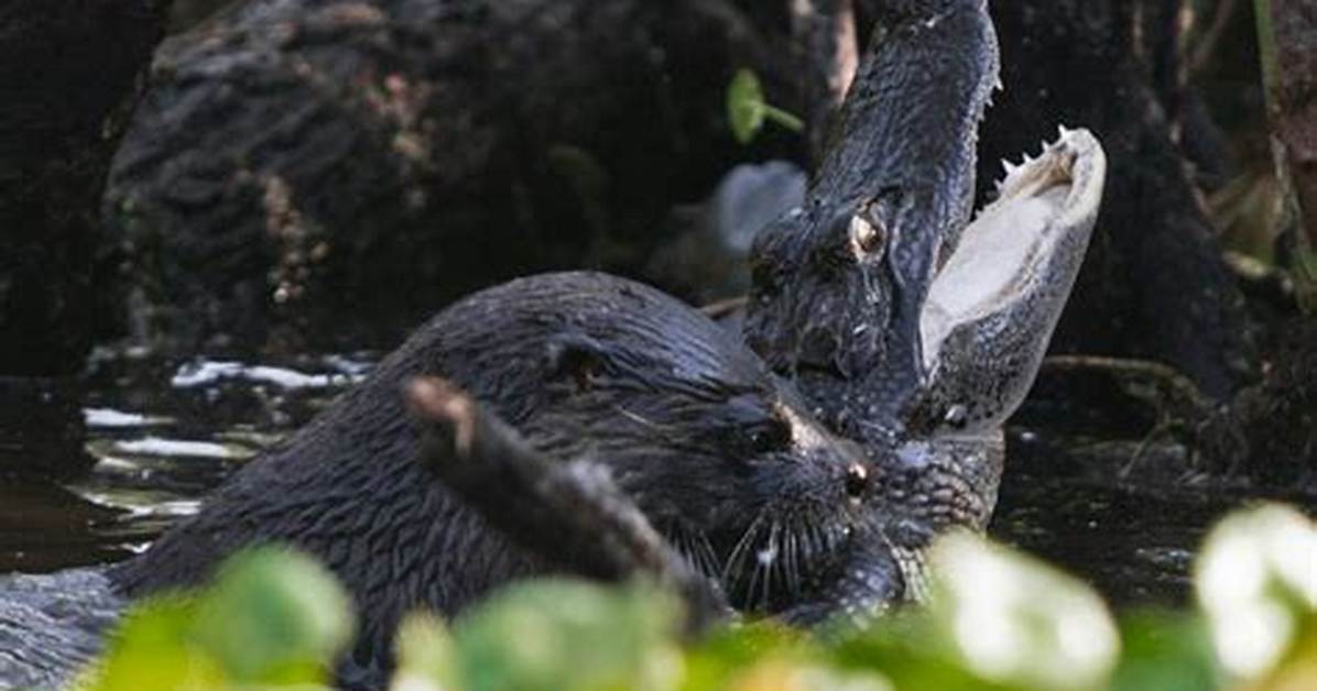 Can Otters Kill Alligators?