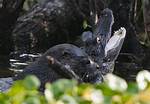 Can Otters Kill Alligators?