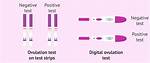 Can Ovulation Tests Be Wrong?