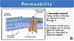 Can Permeability Be Negative?