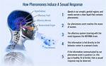 Can Pheromones Actually Work?
