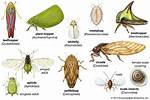 Can Planthoppers Fly