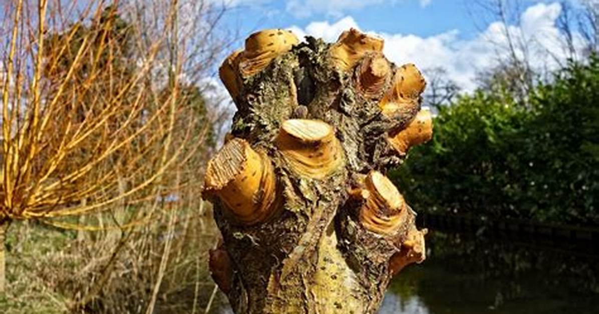 Can Pollarding Kill a Tree