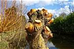 Can Pollarding Kill a Tree