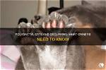 Can Polydactyl Cats Be Declawed?