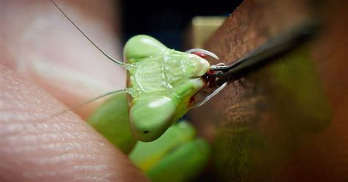 Can Praying Mantis Bite
