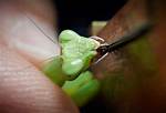 Can Praying Mantis Bite