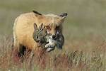 Can Predators Be Prey?