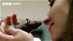 Can Rats Cry?
