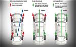 Can Rear Wheels Be Aligned?