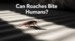 Can Roaches Bite You?