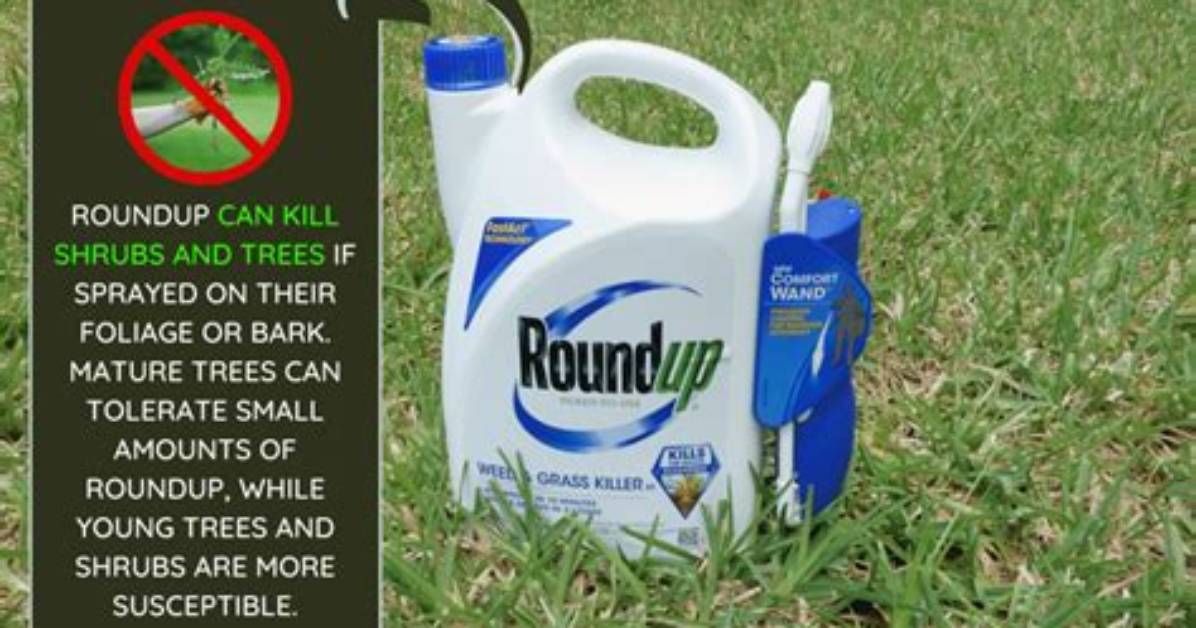 Can Roundup Kill Trees?