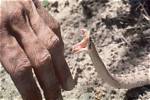 Can Snake Bite Kill?