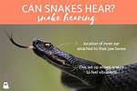 Can Snakes Hear