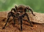 Can Tarantulas Kill You?