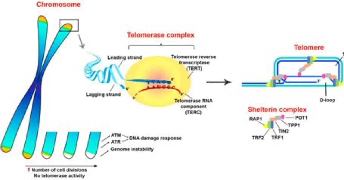 Can Telomerase Reverse Aging?