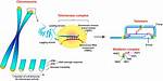 Can Telomerase Reverse Aging?