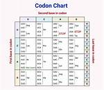 Can There Be Multiple Start Codons?
