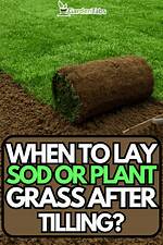 Can Tilling Kill Grass?