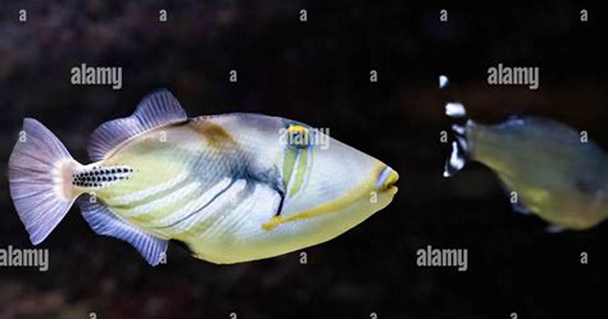 Can Triggerfish Live Together?