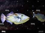 Can Triggerfish Live Together?