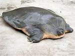 Can Turtle Survive Without Shell?