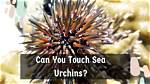 Can U Touch Lead