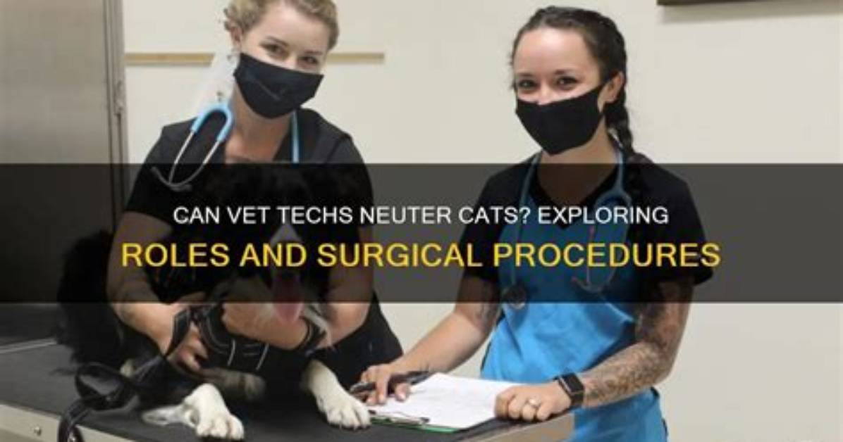 Can Vet Techs Specialize? | Contextresponse. Com