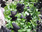 Can Violets Be Black