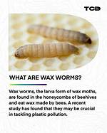Can Wax Worms Bite?