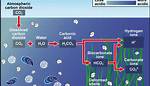 Can We Reverse Ocean Acidification?