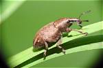 Can Weevils Bite Humans?