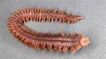 Can Worms Bite You?