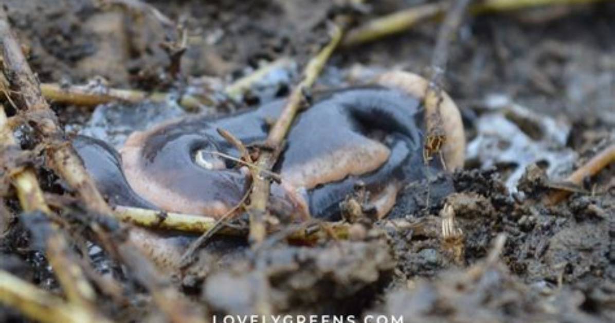 Can You Kill a Flatworm