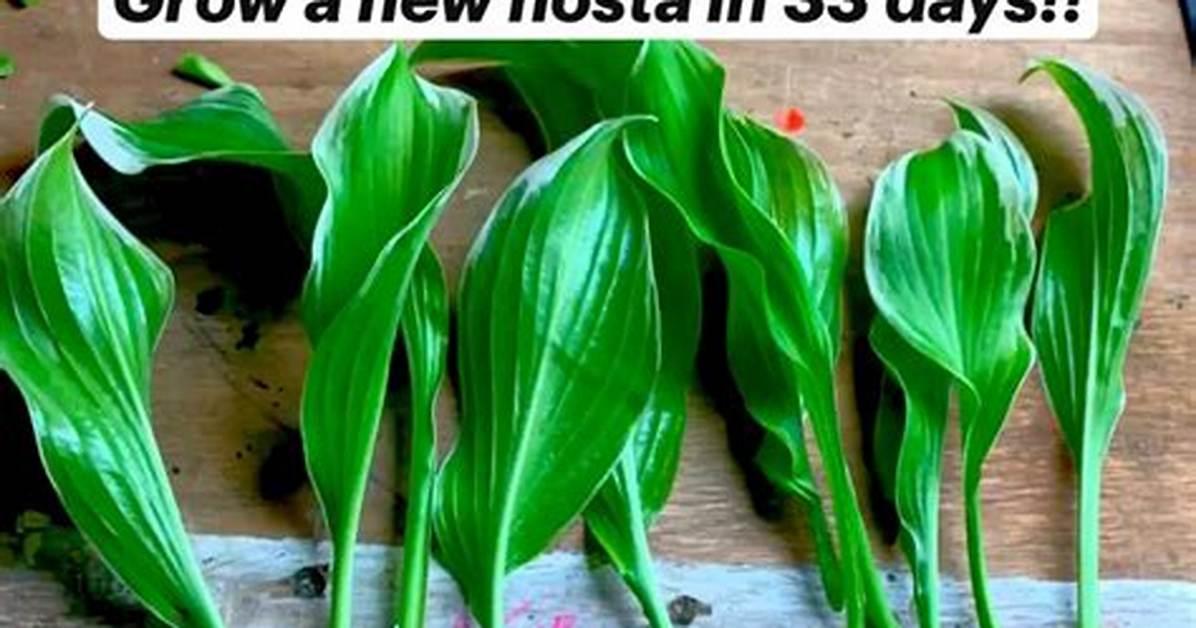 Can You Root Hosta