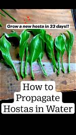 Can You Root Hosta