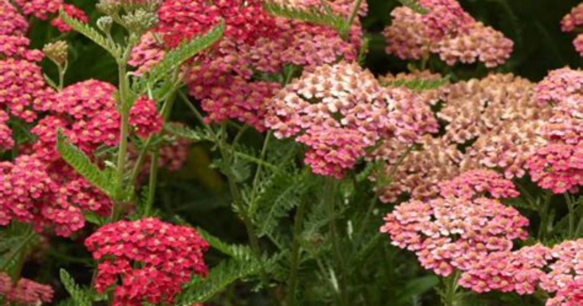 Can You Split Achillea