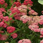 Can You Split Achillea