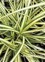 Can You Split Carex?