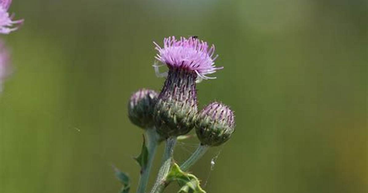Can You Split Cirsium?