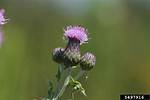 Can You Split Cirsium?