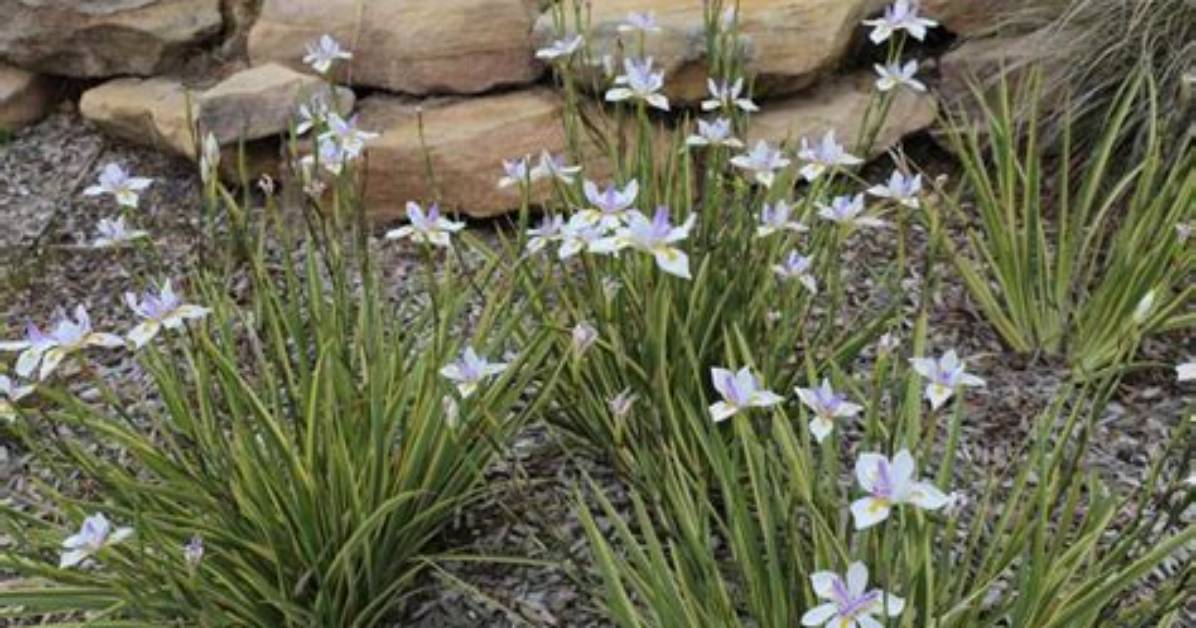 Can You Split Dietes