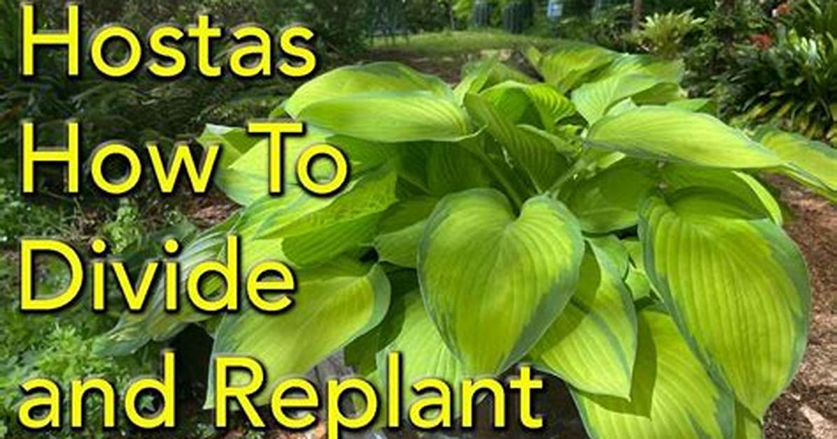 Can You Split Hostas Now?