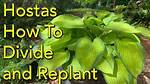 Can You Split Hostas Now?