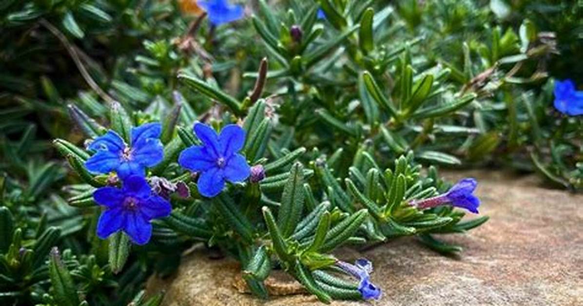 Can You Split Lithodora?