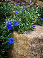 Can You Split Lithodora?