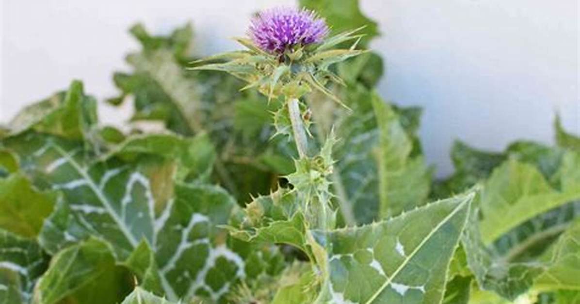 Can You Split Thistle