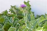 Can You Split Thistle