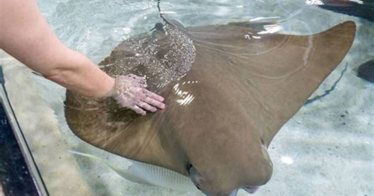 Can You Touch Stingrays?